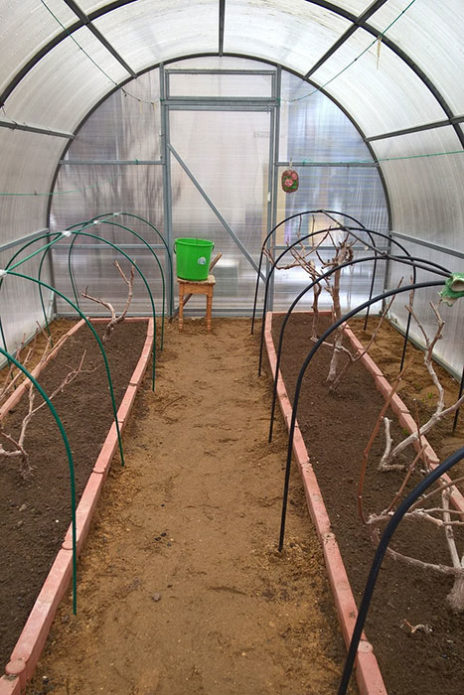 Grapes in the greenhouse