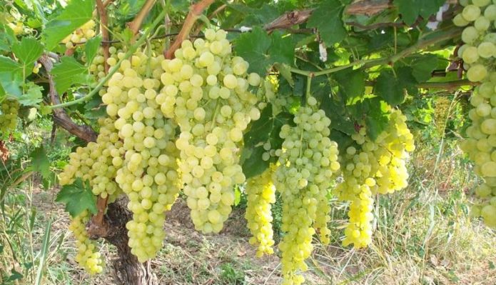 Grapes in Crimea