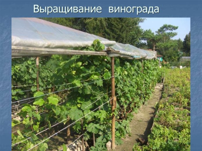 Siberian grapes