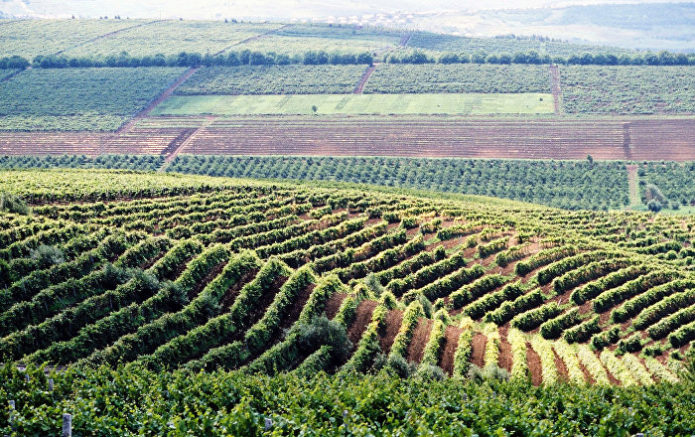 Vineyards of Moldova