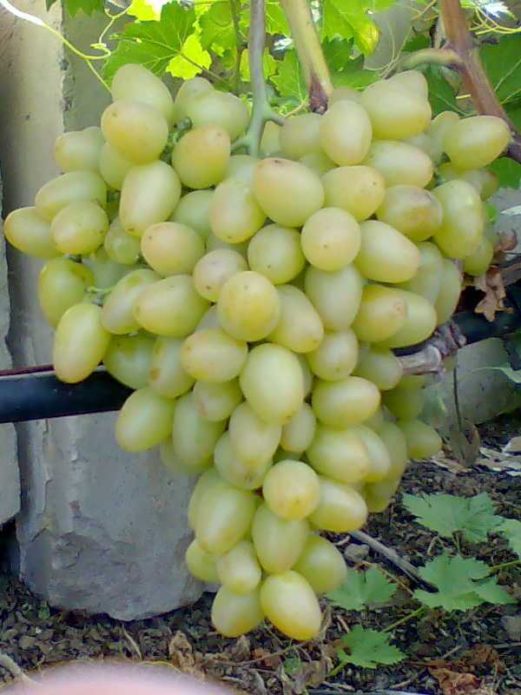 Arcadia grapes