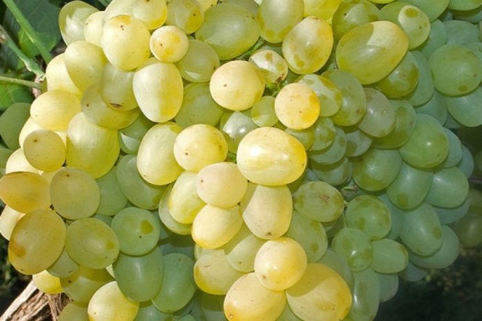 Bunch of grapes Super Extra