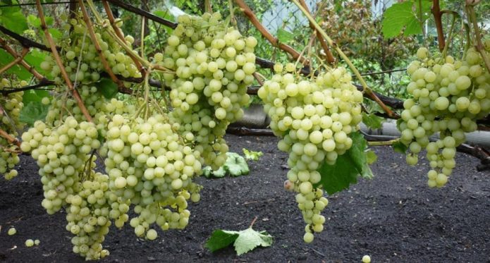 Grape bush Super Extra