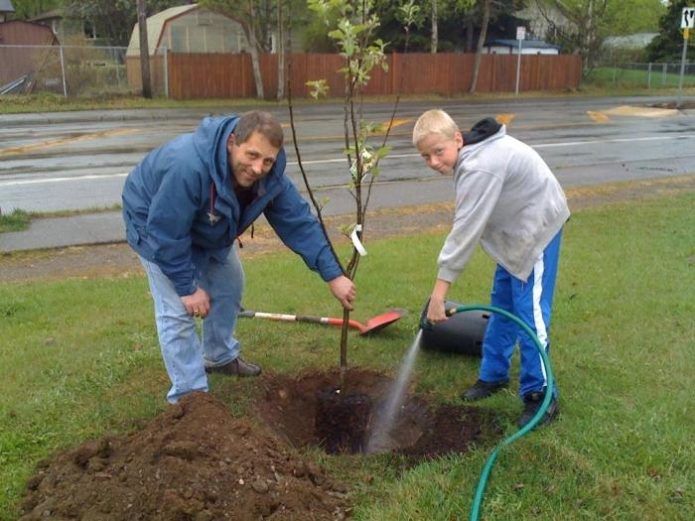 Planting a tree