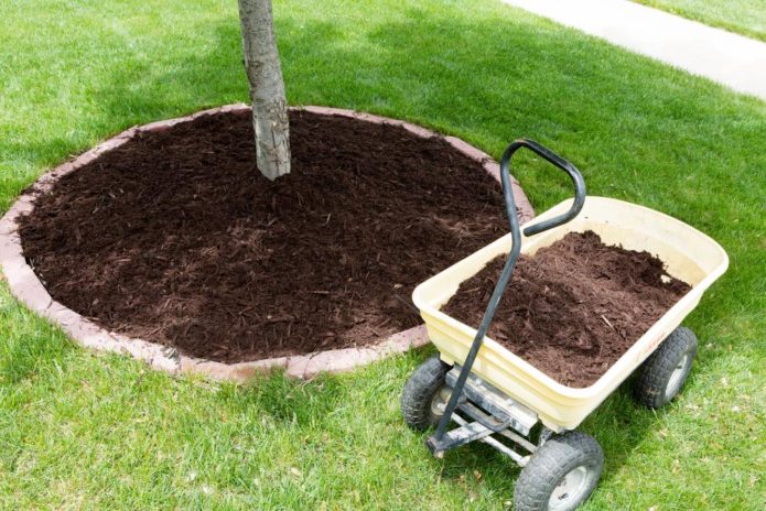 Mulch in the trunk circle