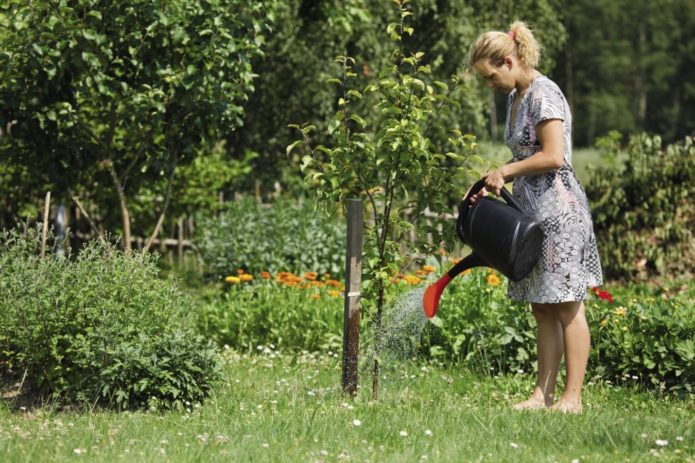 Watering the apple tree