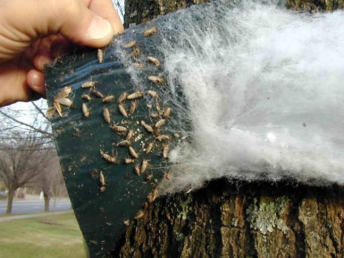 Trapping belt on a tree