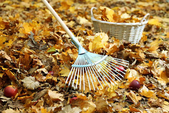 Collection of fallen leaves