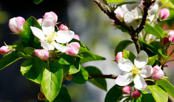 Blooming apple tree