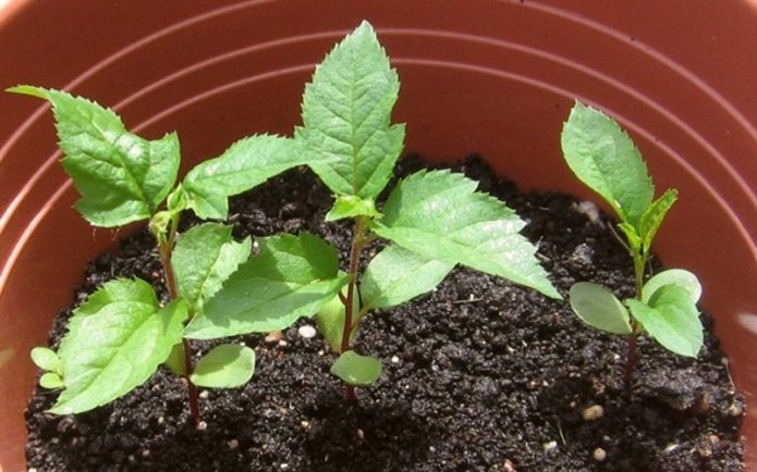 Apple seedlings