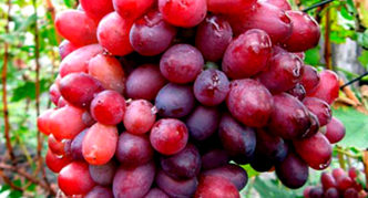 Kubattik grapes