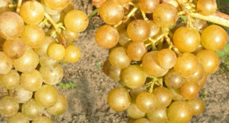 Far East Muscat grapes