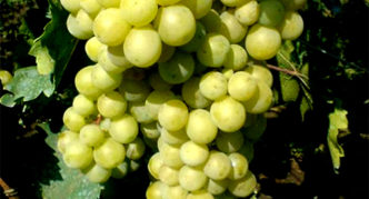 Rusven grapes