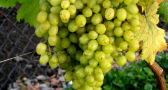 Aleshenkin's gift grapes