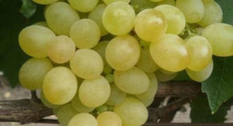 Cocktail grapes