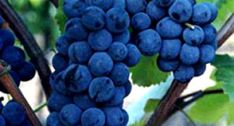 Zilga grapes