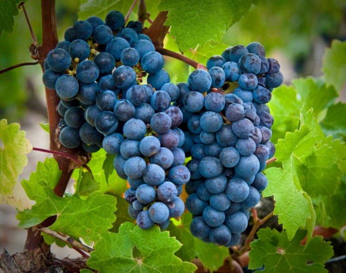 Cabernet Sauvignon grapes