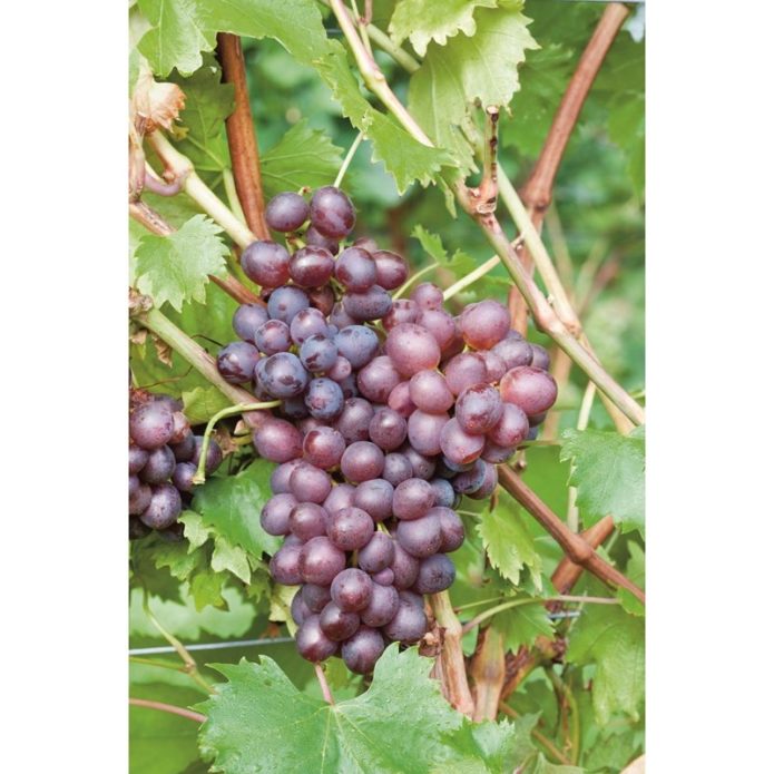 Pink Muscat grapes