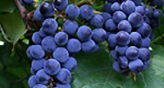 Bunches of grapes Galia