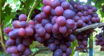 Grapes Zarya Nesvetaya