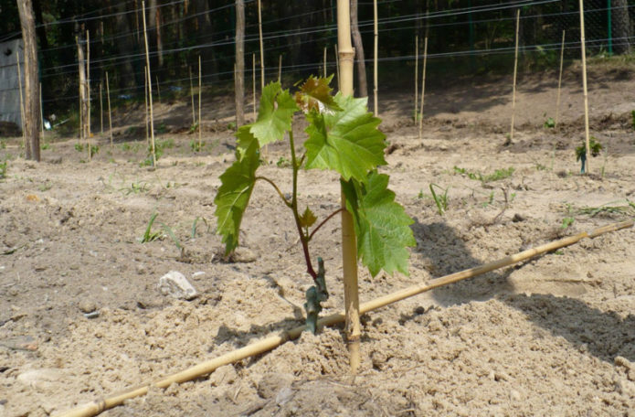 Seedling shortly after planting