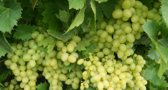 Grape variety Gift of Magarach