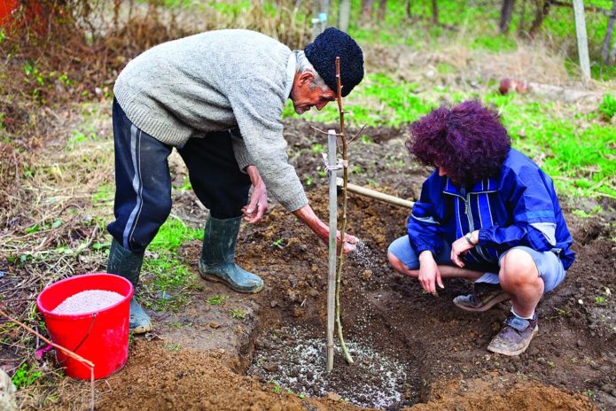 Planting a seedling