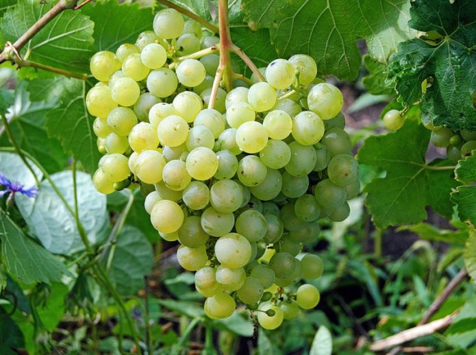 Aleshenkin grapes