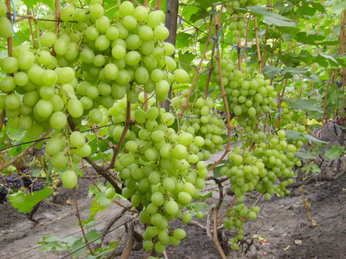 Grape bush Talisman