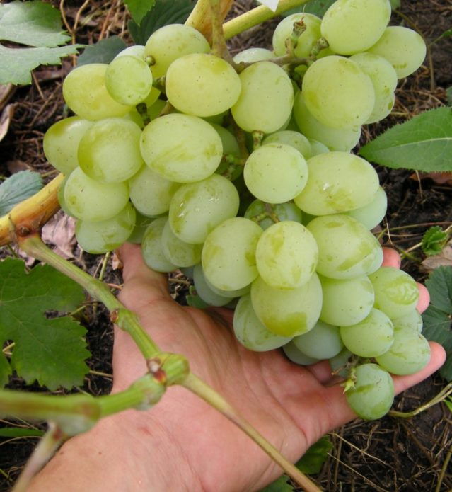 Bunch of grapes Talisman