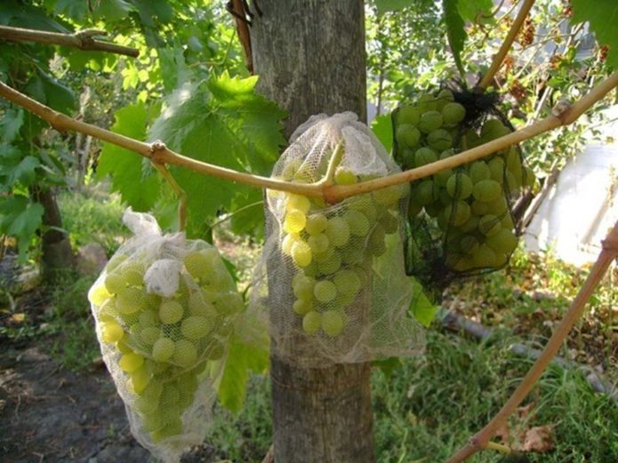 Wasps on grapes