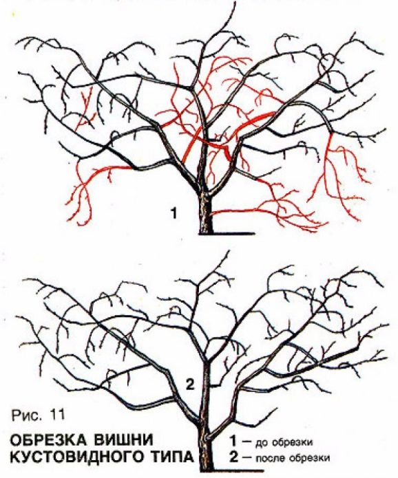 Pruning bush cherries