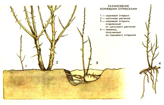 Reproduction by root shoots