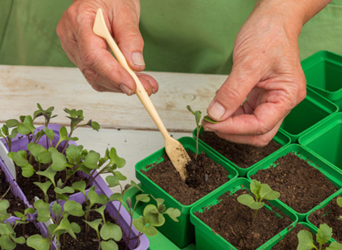 Pickling cabbage seedlings