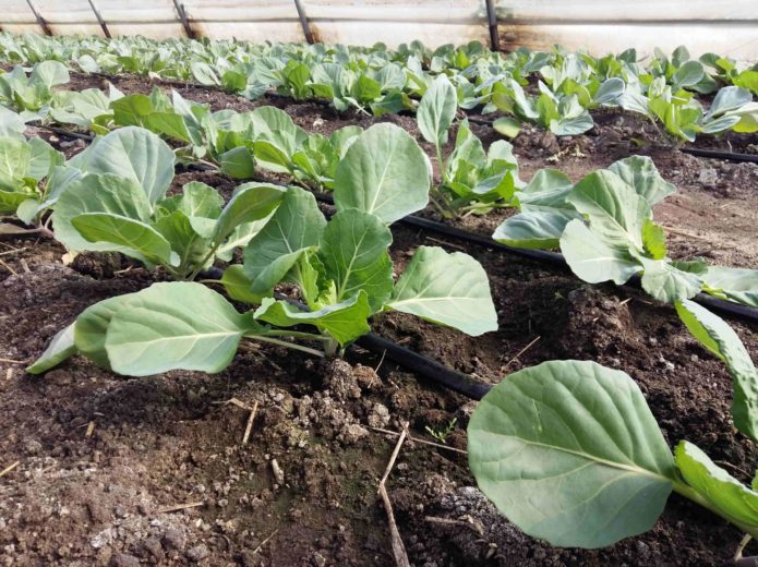 Drip irrigation of cabbage