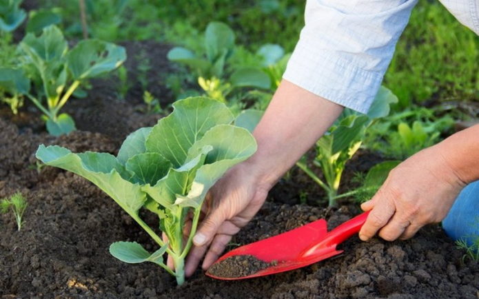 Hilling cabbage