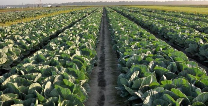 Cabbage field