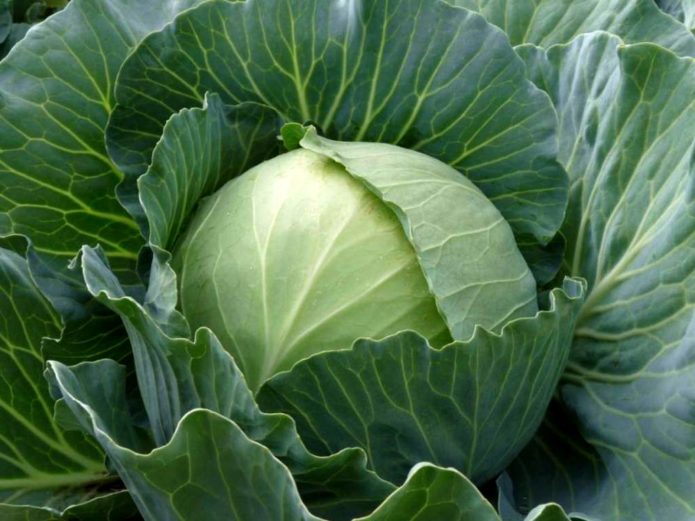 White cabbage