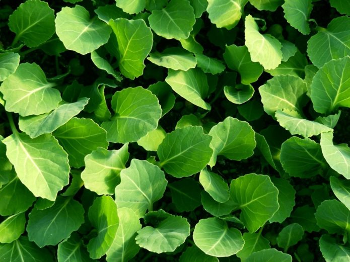 Growing cabbage seedlings