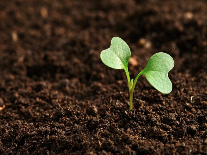 The first shoots of seedlings