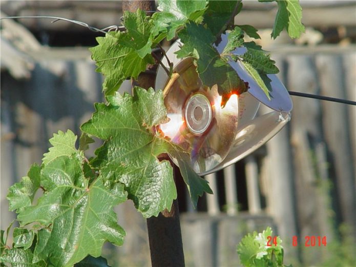 Device for scaring birds from grapes