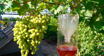 Wasp trap to protect grapes