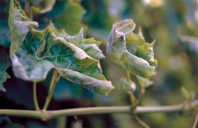 Grape leaves affected by powdery mildew