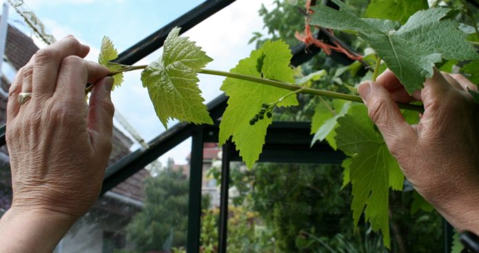 Green operations on grapes