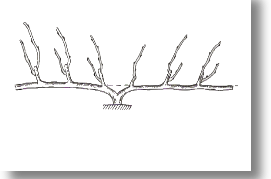 Two-armed horizontal cordon