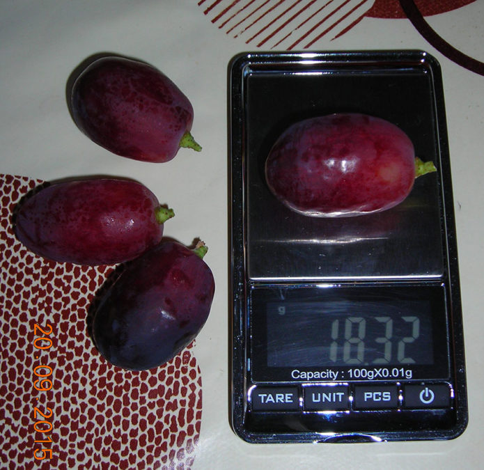 Rizamat grapes