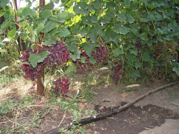 Rizamat drip irrigation