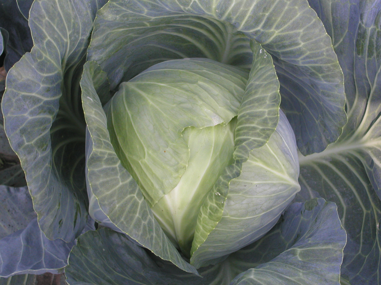 Atria white cabbage - high-yielding Dutch hybrid