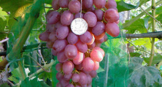 Radiant Kishmish grape