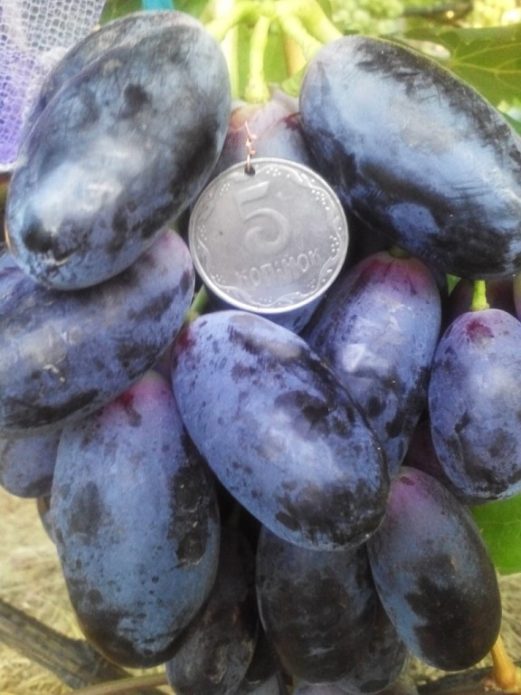 Velika grapes